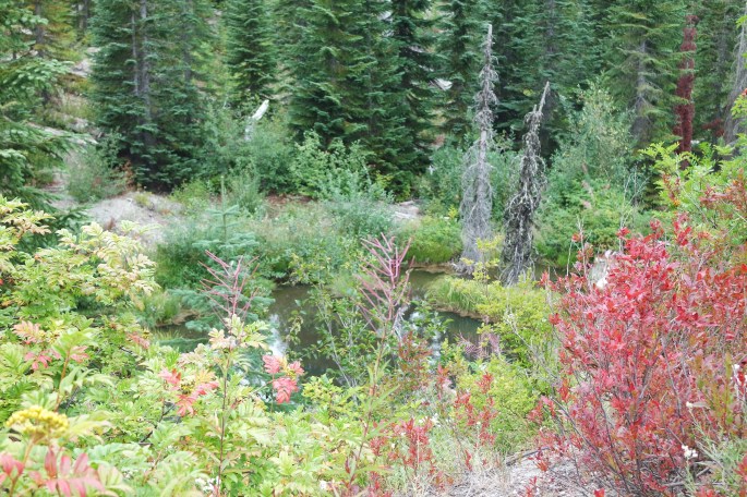 SAMSUNG CAMERA PICTURES