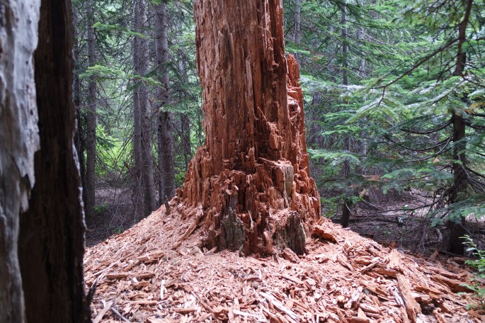 SAMSUNG CAMERA PICTURES