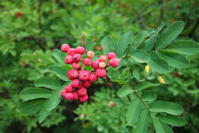 SAMSUNG CAMERA PICTURES