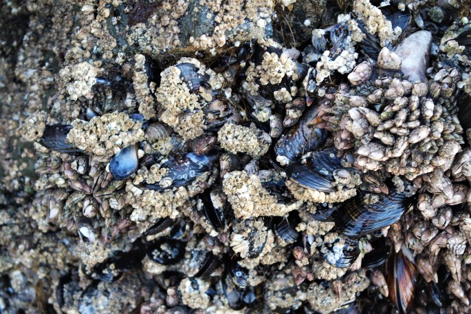 SAMSUNG CAMERA PICTURES