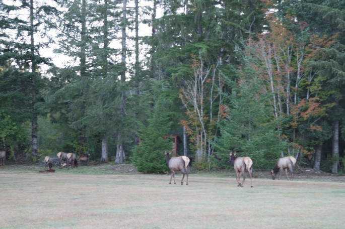 SAMSUNG CAMERA PICTURES