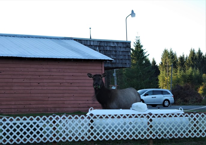 SAMSUNG CAMERA PICTURES