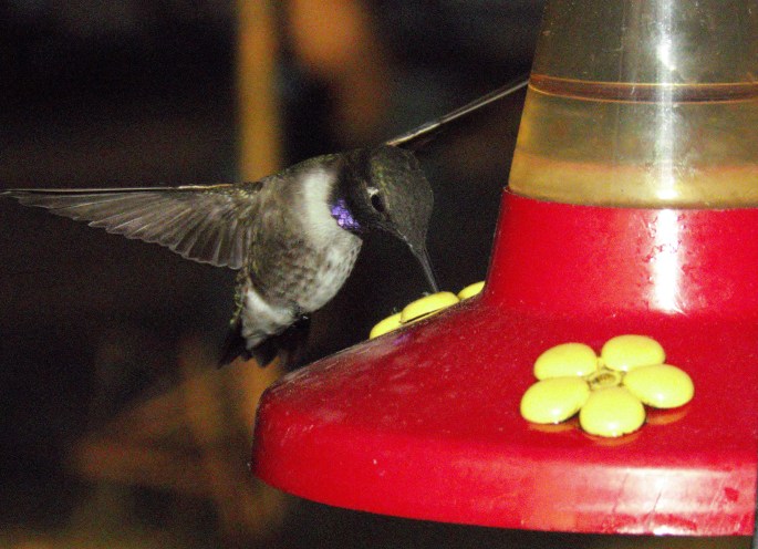 hummingbird purple neck