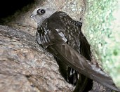Black Swift