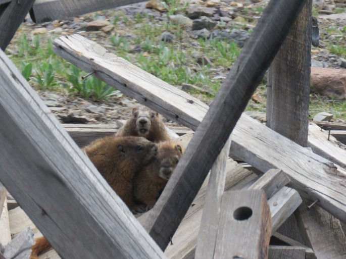 marmot 2