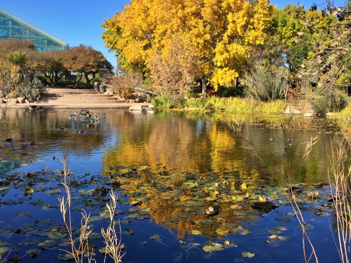 fall pond